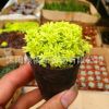 批發黃金萬年草 經典護盆草 肉肉植物批發 桌面多肉迷你盆栽