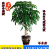 常綠幸福樹(shù) 獨(dú)桿幸福樹(shù) 雙桿幸福樹(shù) 叢生幸福樹(shù)凈化空氣 防輻射