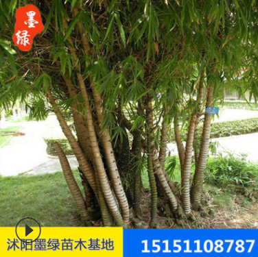 【羅漢竹】供應綠化工程苗木批發(fā) 羅漢竹 品種規(guī)格齊全 量大從優(yōu)