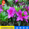 【杜鵑】 各種杜鵑 室內(nèi)盆景 杜鵑花苗 帶花苞 直銷(xiāo)杜鵑 多品種