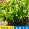【金森小苗】常年供應(yīng)金森女貞穴盆苗 金森女貞營(yíng)養(yǎng)苗 盆栽苗批發(fā)
