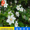 【梔子花】 直銷(xiāo) 大葉梔子 盆栽花卉植物 大花梔子帶花苞廠家批發(fā)