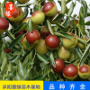 盆栽/地栽果樹苗 嫁接棗樹苗 中華大王棗樹苗 棗樹樹苗