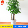 【發財樹】促銷盆栽植物發財樹 廠家批發多規格辦公室盆栽發財樹