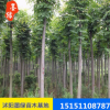 【欒樹】基地供應欒樹 耐旱易成活欒樹 工程綠化苗木 規格齊全
