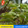 【烏桕苗】批發烏桕樹苗 質量保證 大量供應綠化苗木 基地價