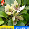 【含笑】供應(yīng)含笑苗木 含笑盆栽苗 規(guī)格齊全 價格實惠.量大優(yōu)惠