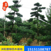【羅漢松】批發(fā)羅漢松 土培水培植物 羅漢松盆景防輻射吸甲醛直銷