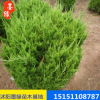 【龍柏苗】 龍柏苗 小龍柏 規(guī)格齊全四季常青綠化植物工程綠化