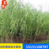 廠家直銷直升柳 園林工程綠化青皮柳 低價促銷 規(guī)格齊全 優(yōu)良