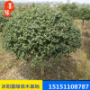 【枸骨球】批發(fā)無刺枸骨球 無刺枸骨樹苗四季常青 規(guī)格多貨源充足