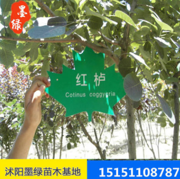 【紅櫨】基地出售 大量從優(yōu) 供應(yīng)各種規(guī)格優(yōu)質(zhì) 黃櫨 美國(guó)紅櫨量大