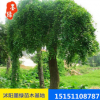 【龍爪槐】 垂槐樹苗 龍爪槐苗 規(guī)格齊全 園林道路綠化批發(fā)