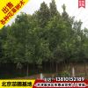 北京基地白蠟樹10公分綠化工程用白臘樹優質白蠟苗木速生白臘