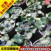 基地批發睡蓮盆栽睡蓮庭院水池池塘綠化水生植物睡蓮凈化水質