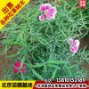 基地批發常夏石竹美國石竹五彩石竹地被觀花草花送貨上門