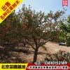 苗圃現起石榴樹古石榴大樹四季庭院石榴樹寓意多子多福管送管栽