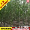 5公分西府海棠樹苗基地花樹批發價格6公分西府海棠苗木行道樹綠化