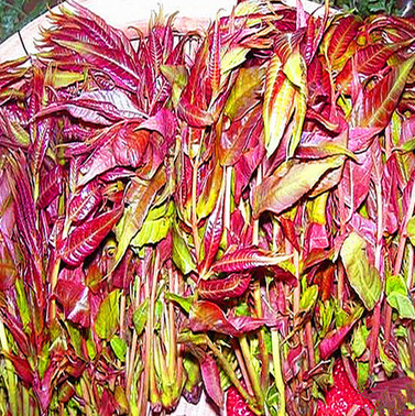藍豐苗木出售香椿苗品種優良紅油香椿苗大棚矮化香椿苗當年可食用