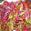 藍豐苗木出售香椿苗品種優良紅油香椿苗大棚矮化香椿苗當年可食用