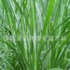 甜象草種子牧草種子南方北方多年生四季高產豬牛羊雞鴨鵝魚兔草籽