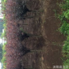 基地熱銷優質紫葉榆葉梅 高桿紅葉榆葉梅 各種規格 量大從優