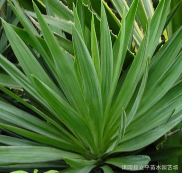 供應苗木鳳尾蘭 絲蘭 劍麻 水絲麻和批發(fā)均可銷售 量大優(yōu)惠