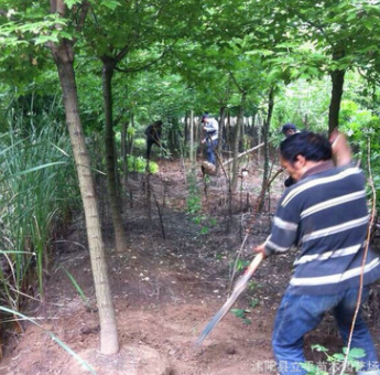 銷售復(fù)葉槭 金邊/金葉復(fù)葉槭 6--8公分復(fù)葉槭基地 綠化苗木