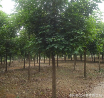綠化苗木供應(yīng)各種規(guī)格重陽木8--15公分、歡迎咨詢