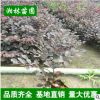 紅花繼木直銷綠化批發 紅花繼木球基地物美價廉
