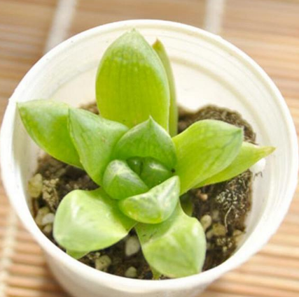 水晶壽多肉植物 辦公室防輻射盆栽花卉綠植 觀賞肉肉