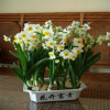 批發(fā)銷售室內(nèi)水培觀賞花卉凈化空氣防輻射水仙種球3-5芽大球