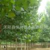 批發(fā)行道樹法桐小苗.法國梧桐樹 速生法桐 懸鈴木樹苗