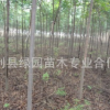 綠化批發(fā)欒樹種苗