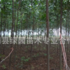 園林，植物綠化工程，欒樹批發，優價1元