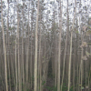 大量批發(fā)造林優(yōu)質(zhì)綠化工程用高規(guī)格苗木-速生楊—丹紅楊