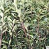 法國冬青 青珊瑚 珊瑚樹 花葉珊瑚 規(guī)格品種齊全 量大從優(yōu)工程綠