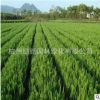 基地直銷 小龍柏 灑金柏 檜柏 規(guī)格品種齊全 工程綠化