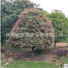 紅葉石楠柱子球 火焰紅 金森女貞 品種齊全 規格齊全 園林綠化