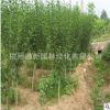 木槿 基地直銷 紅花 紫槿 等綠化工程批發量大從優