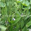 再力花 水竹芋，水蓮蕉，塔利亞 水體綠化 濕地綠化工程綠化