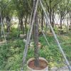 福建山櫻花批發綠化苗木移植苗批發基地直銷