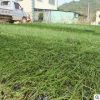 蔥蘭 韭菜蘭地被苗 室內庭院盆栽花卉四季開花蔥蘭草