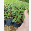 廠家基地直銷 樹苗 工程綠化苗 種苗 黃花風鈴木
