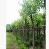 福建廠家直銷 庭院公園風景樹 園林綠化苗木紅花紫荊 羊蹄甲