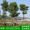 秋楓樹 庭園造景樹秋楓重陽苗木 四季常青行道秋楓樹苗批發