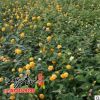 基地批發棣棠花苗 園林綠化苗木棣棠苗庭院觀花類植物量大從優