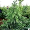 雪松1-8米常年大量批發(fā) 價(jià)格便宜 成活率高