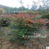 西安綠化苗木批發(fā) 南天竹基地 紅色小灌木 周至營(yíng)養(yǎng)杯南天竹樹(shù)苗