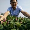 基地大量批發(fā)優(yōu)質食用玫瑰苗｜豐花一號藥用玫瑰苗一年苗